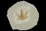 Fossil Sycamore Leaf (Platanus) - Green River Formation, Utah #117986-1